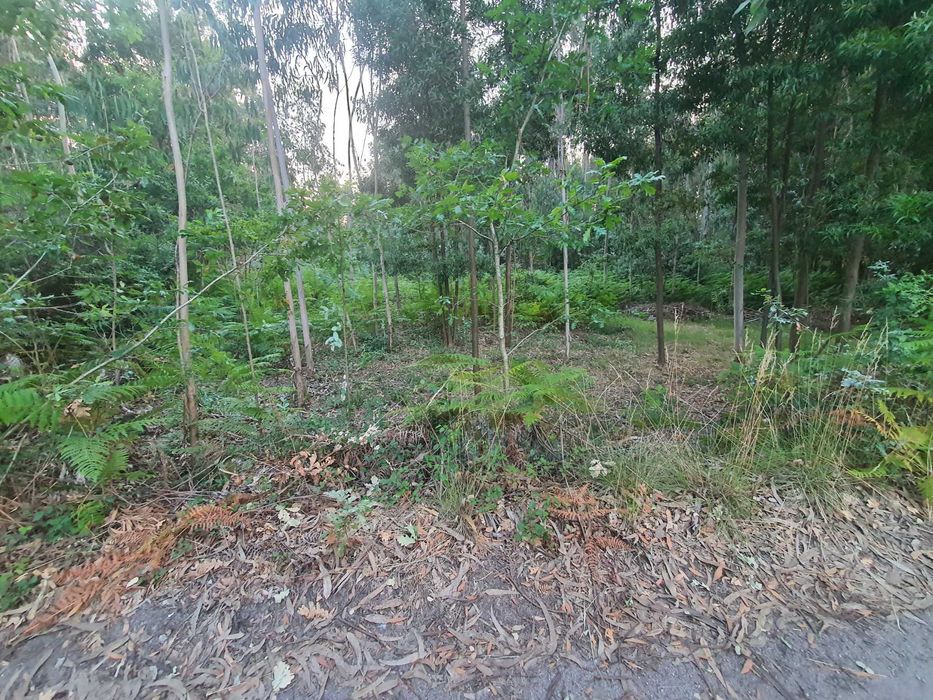 Terreno Florestal +/- 1 hectare Monte Córdova - Santo Tirso próximo ao Santuário da Nossa Sra da Assunção