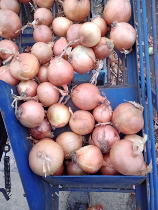 Cebula Sprzedam cebulę 5 +, worek 15 kg