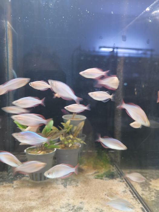 Tęczanka neonowa  / SKLEP SKALAR