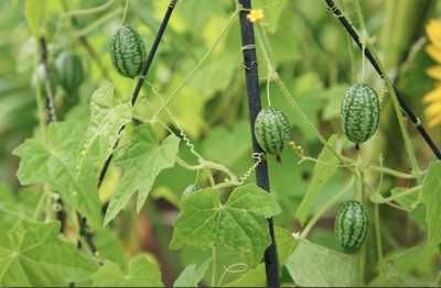 10 sementes de Pepino Cucamelon variedade rara
