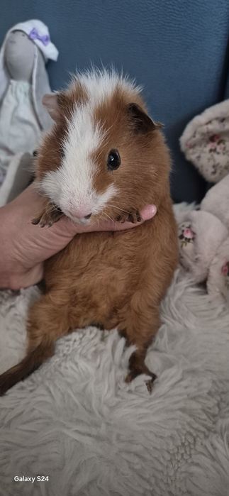 Świnka Morska Us Teddy Hodowla