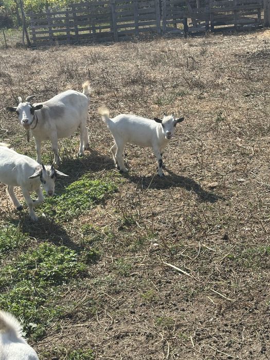 Vendo cabras anas prenhas