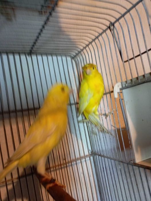 Vendo 11 casais de  canário