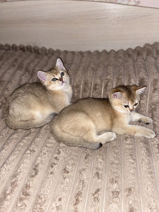 Британські дівчатка золотої шиншили,продажа