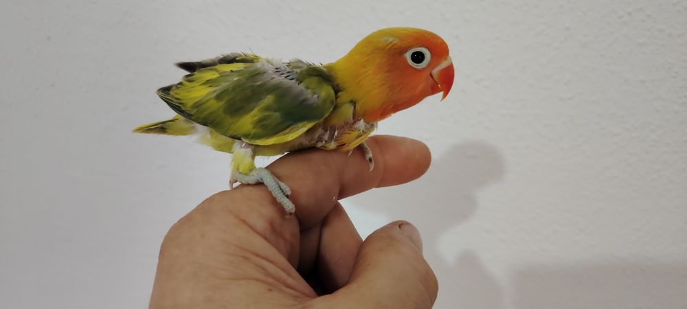 Agapórnis Fischer Opalino.