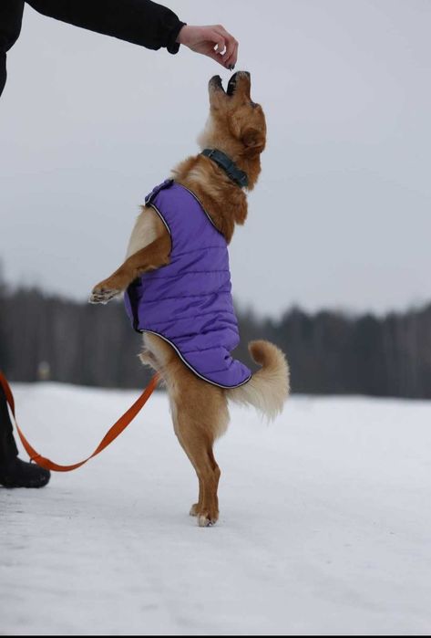 Malik- piękny psiak szuka domu
