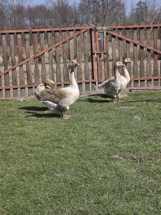 Gęsi.   tuluskie
