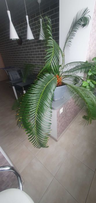 Пальма Сагова Цикас