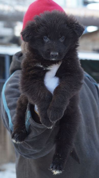 чёрный немецкая овчарка