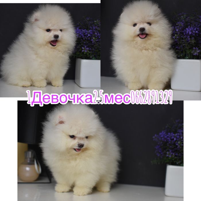 Шпиці міні мішки