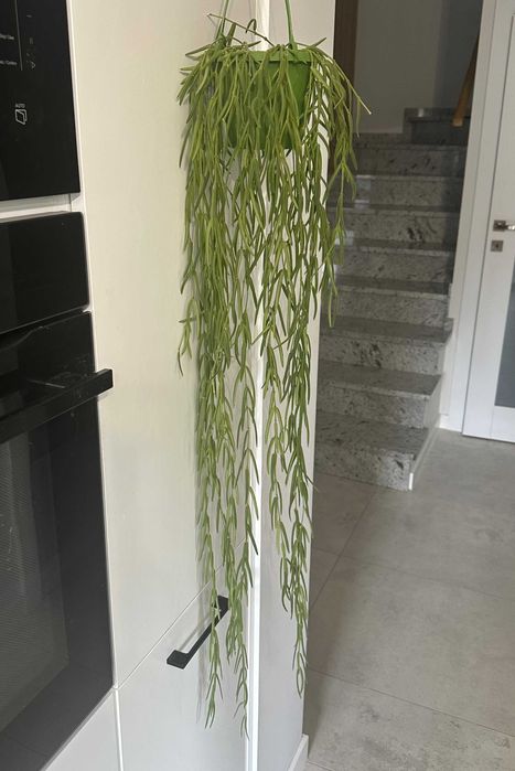 Hoya Linearis ze zdjęcia, dł. ok 110 cm, długa