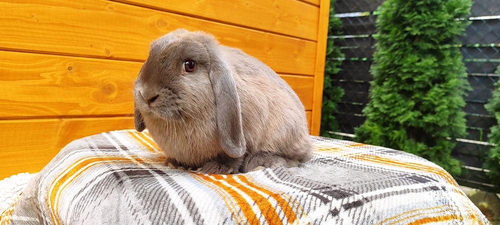 Króliczki rasowe mini lop karzełek baranek miniaturka