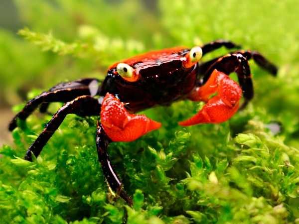 GB Krab Red Devil - dowóz ryb!