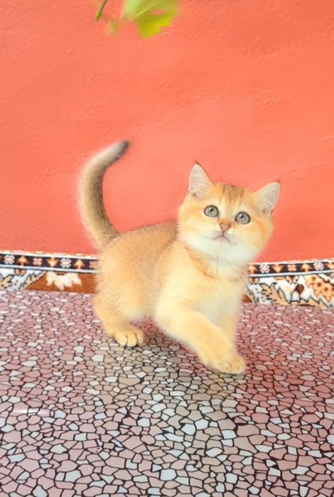 Класнючий мальчик Золотая шиншилла