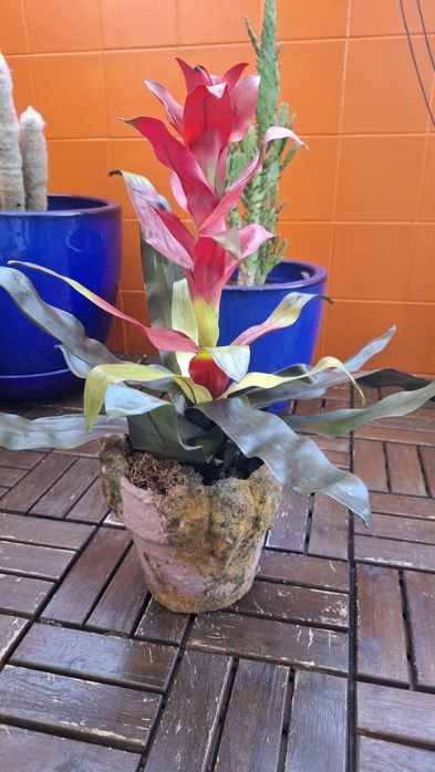 Planta Artificial Bromélia com Vaso Rústico Terracota/Musgo