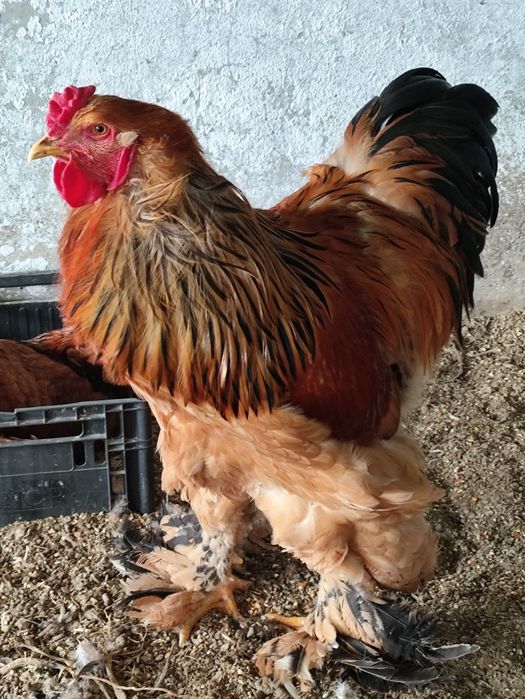 Ovos galados...vários.63825519437571121