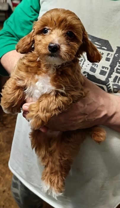 Супер хлопчик мальтіпу F2