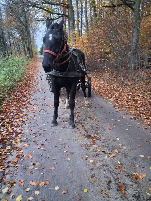 Klacz slaska po rodzicach w programie