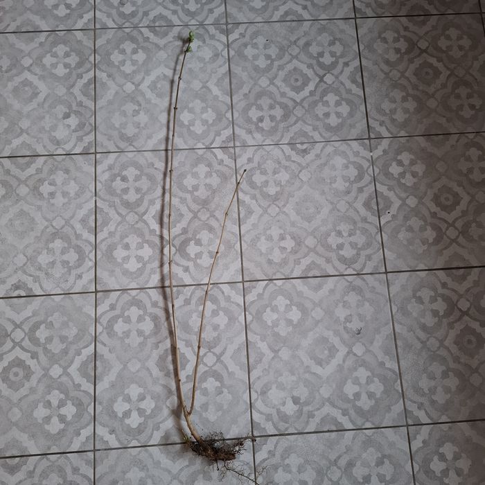 Bez lilak goły korzeń