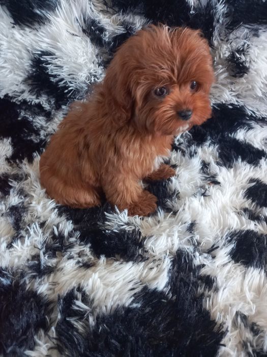Cavapoo F1 dziewczynka mini. Badania genetyczne