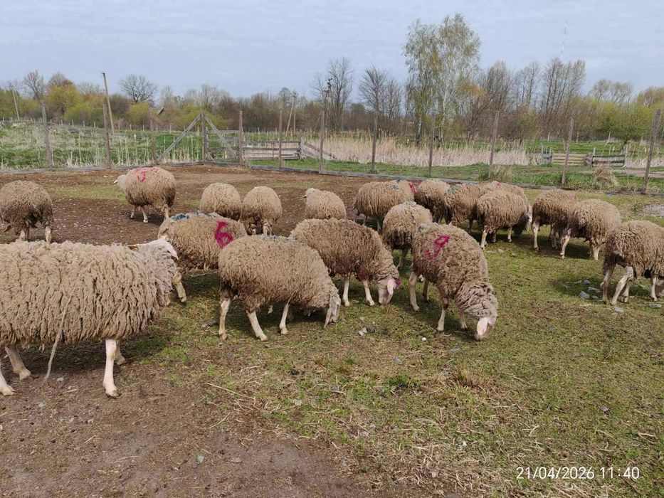 Мериноландшаф ЖИТОМИР Вівці Баран Вівцематки Овцы