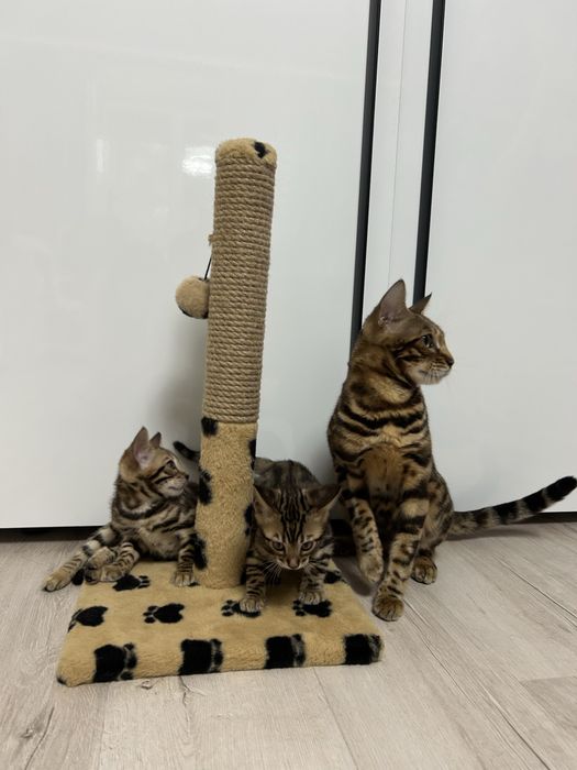 Бенгальські малята