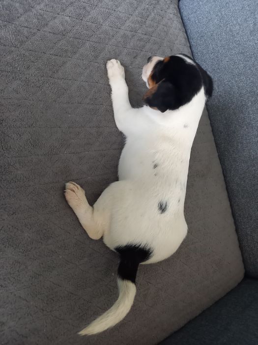 Suczka Jack Russell Terrier. Do odbioru