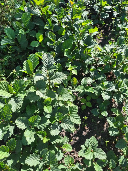 Olsza czarna sadzonki