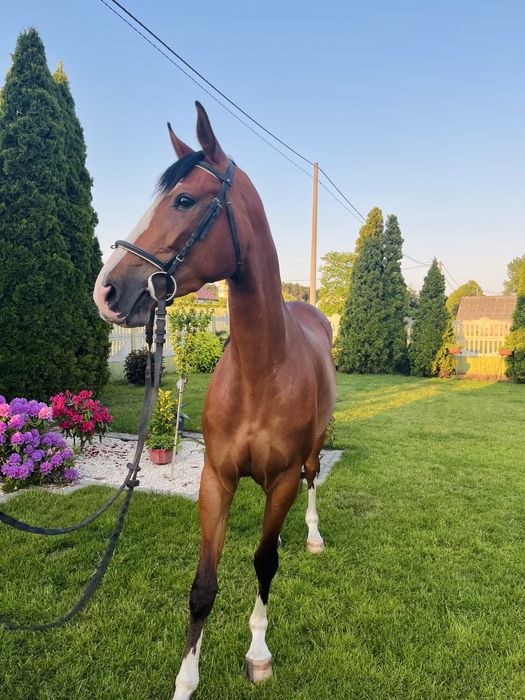 Klacz wielkopolska 4 lata