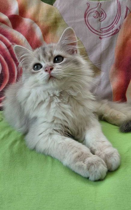 Шотландский длинношерстный котик в окрасе голубое золото ау11