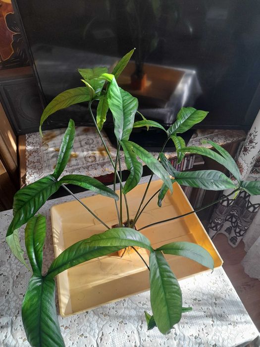 Анубиас  Пинера, хастифолия, глабра  и другие.