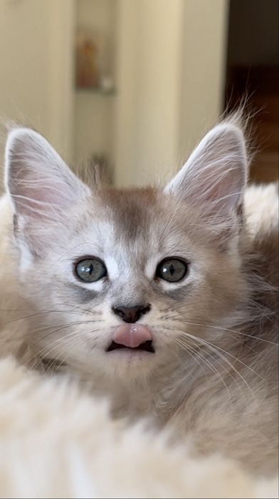 Kocurek Maine Coon rodowod FPL