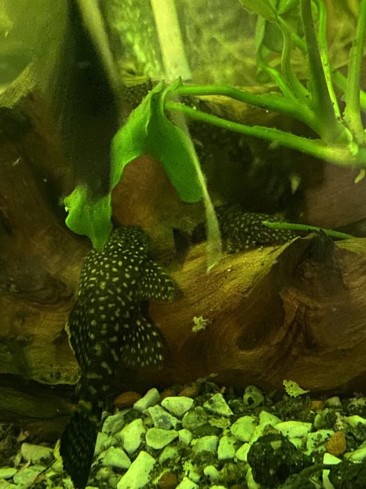 Ancitrus albino glonojad zbrojnik zloty i czarny narybek