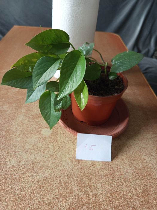 Sprzedam epipremium cena od 3 do 5 zł