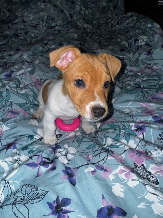 Хлопчик Джек Рассел