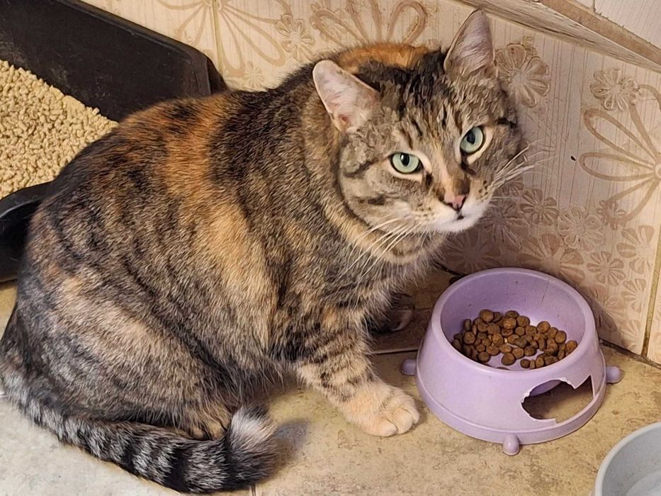 Śliczna kotka o zielonych oczach szuka domu