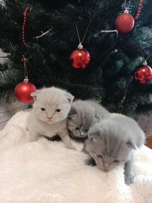 Бронювання шотланських котиків