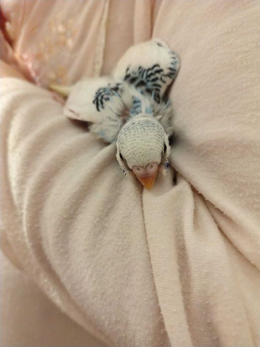 Cria de piriquitos para venda