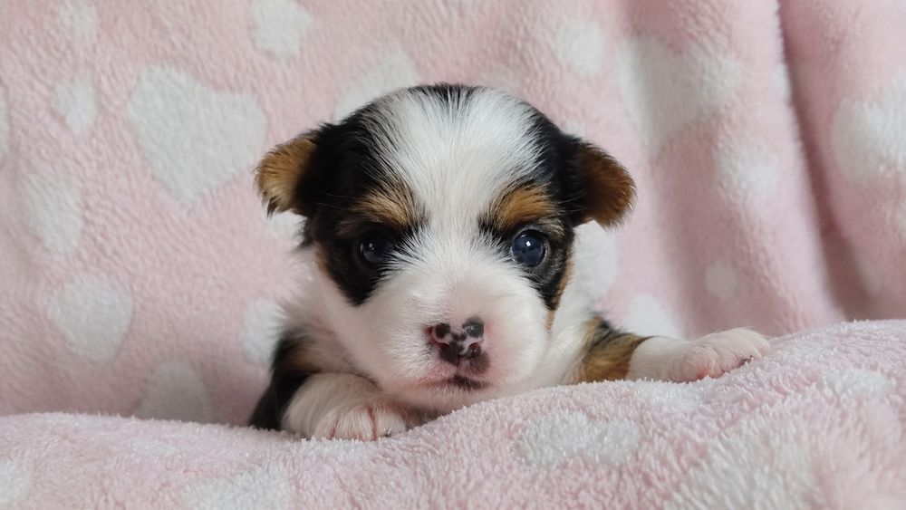 Piękny samczyk Yorkshire terrier biewer