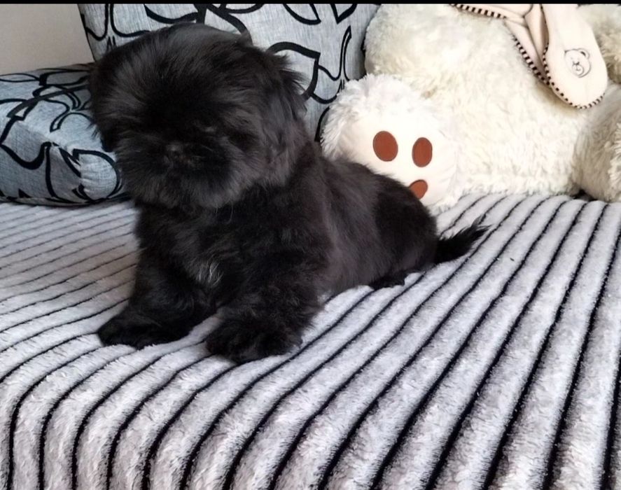 Shih Tzu śliczny czarny piesek
