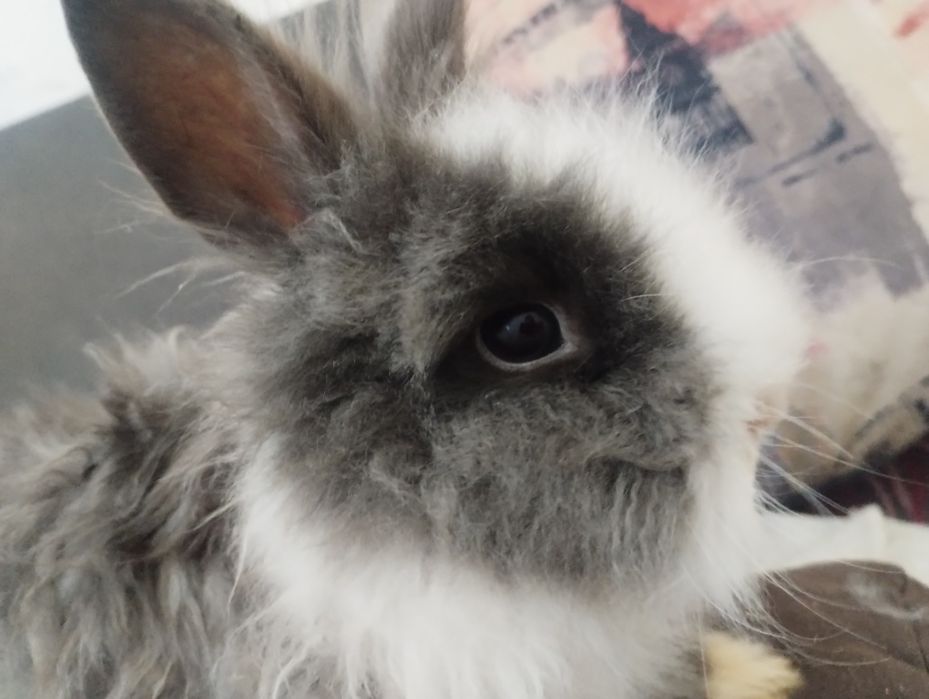 Okazja! Samiczka Teddy karzełek. Młoda