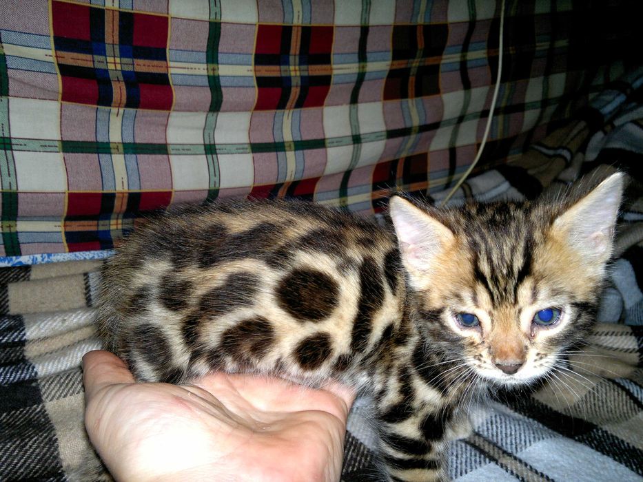 Клубні бенгальські кошенятка BENn24