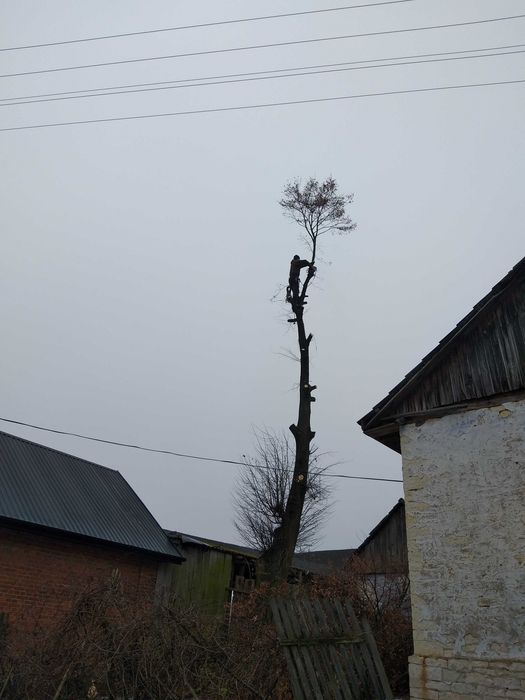 Ścinka drzew wycinka  drzew