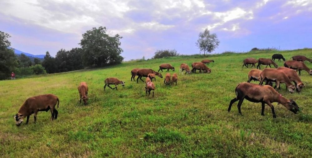 owca Kameruńska owieczki. Baranki  certyfikat ekologicze