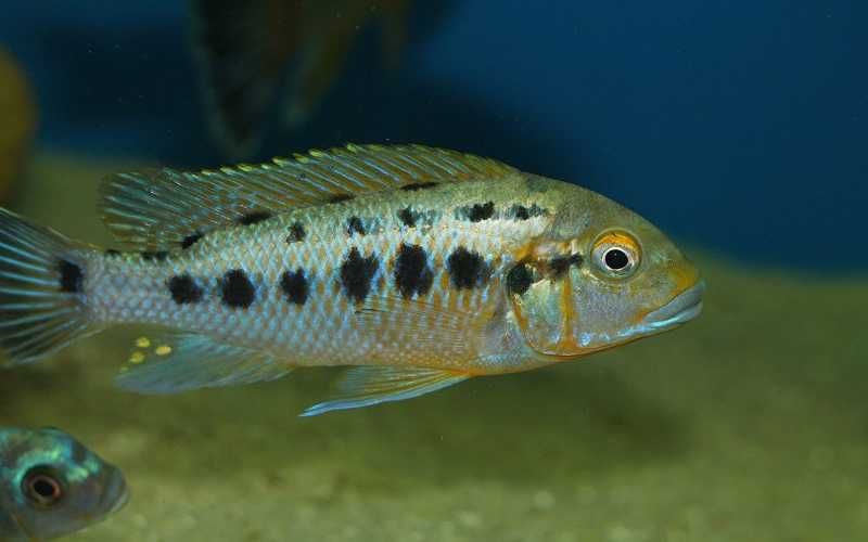 Fêmea Williamsi North Makonde