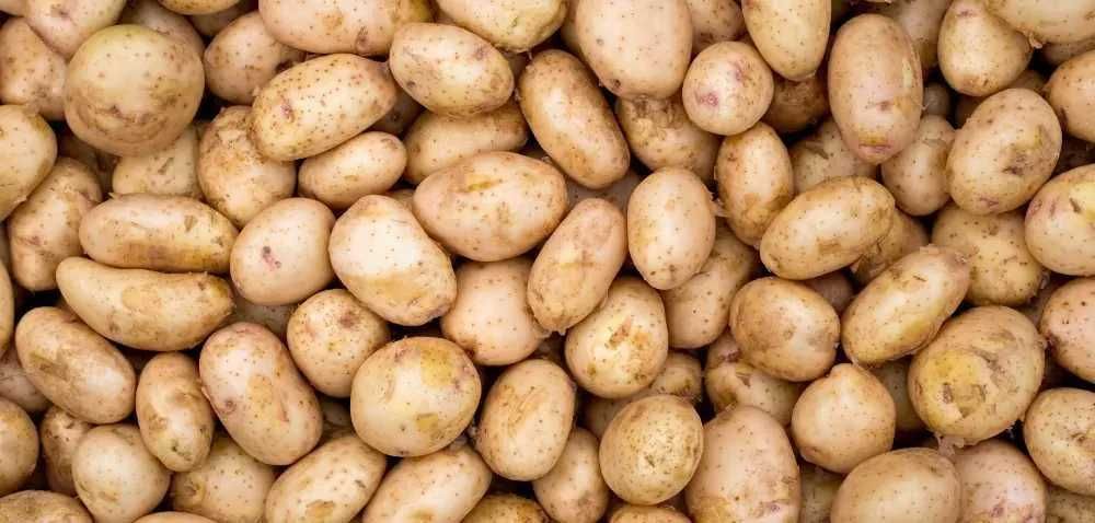 Ziemniaki ekologiczne denar duze i sadzeniaki po 15 kg