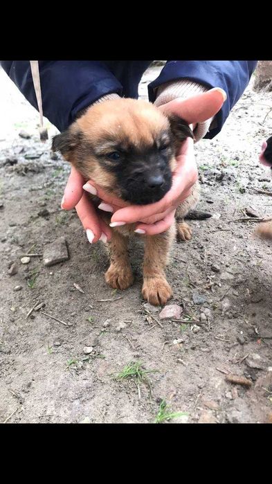 Цуценята в добрі руки