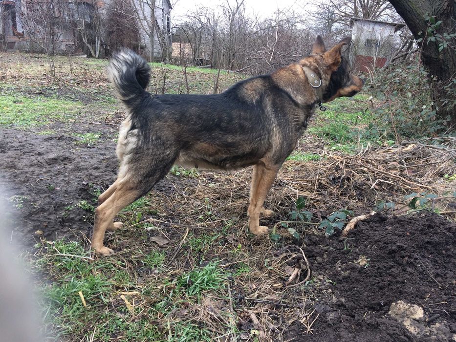 Щеноки-мальчики (2 месяца)