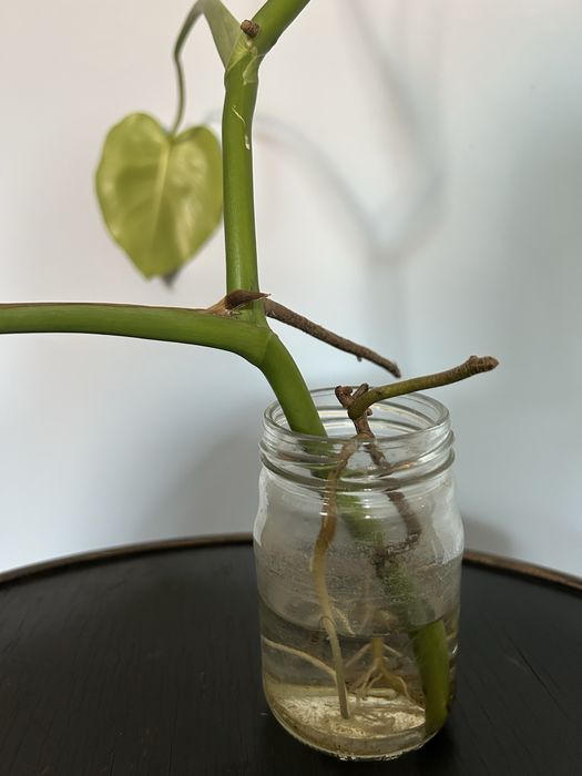 Monstera 3 liscie ukorzenione