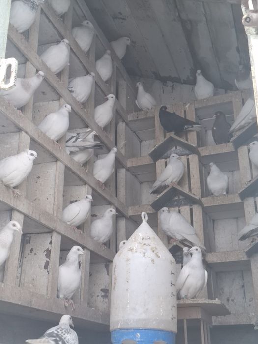 Lot gołębi jasnych perłowych.